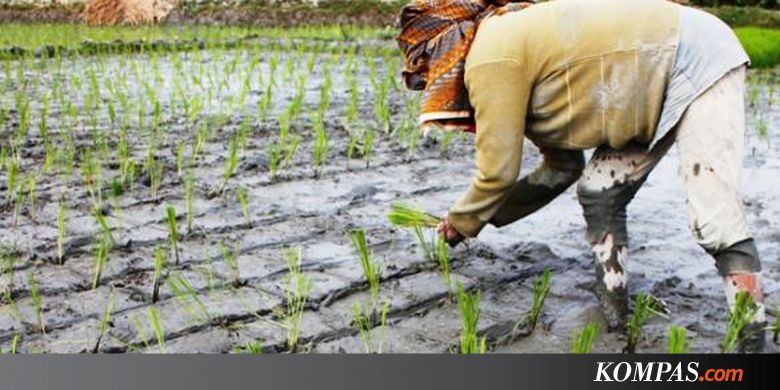 Jejak DNA, Petani Pertama Asia Tenggara adalah Migran China