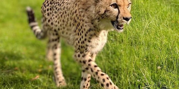 Cheetah Di Kebun Binatang Inggris Ini Kabur Dan Masuk Kandang Rusa