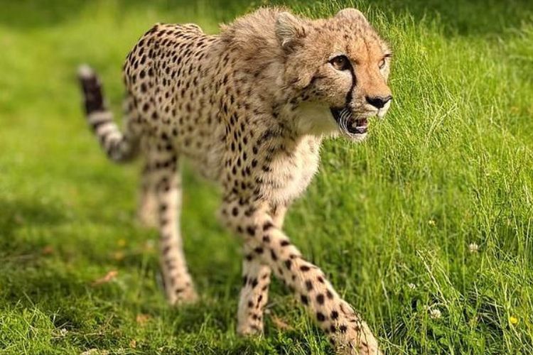 Seekor macan cheetah bernama Saba milik Kebun Binatang Howletts, di Kent, Canterburry, Inggris, yang dikabarkan sempat kabur dan masuk ke kandang rusa.