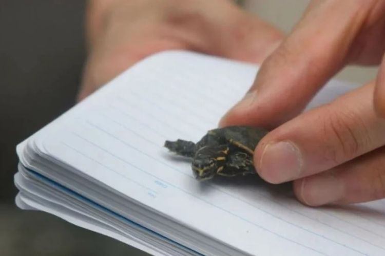 Foto dokumen yang menunjukkan seekor kura-kura yang disita kepolisian Hong Kong dari upaya penyelundupan.
