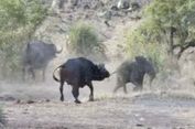 Sekelompok Banteng Selamatkan Bayi Gajah dari Serangan Singa