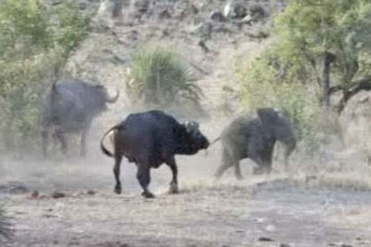 Setelah lolos dari maut karena diselamatkan para banteng, seekor bayi gajah akhirnya bisa menyusul kelompoknya.