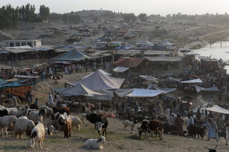 Suasana pasar terbuka di kota Jalalabad, Afghanistan timur, tempat banyak pedagang menjual hewan korban menjelang perayaan Hari Raya Idul Adha.