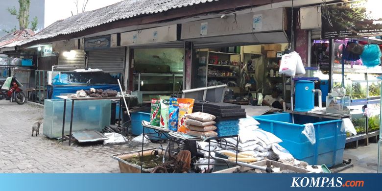Rencana Pembangunan Sentra Ikan Hias Raden Inten Disebut ...