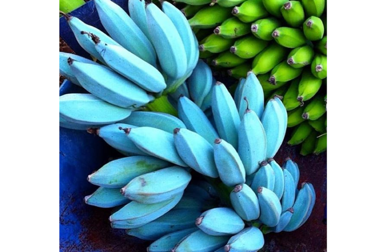 Pisang Blue Java, pisang biru dengan rasa vanila