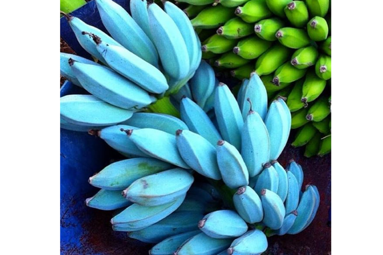 Mengetahui Blue Java, Pisang Biru nan Lembut, Rasa Es Krim Vanila