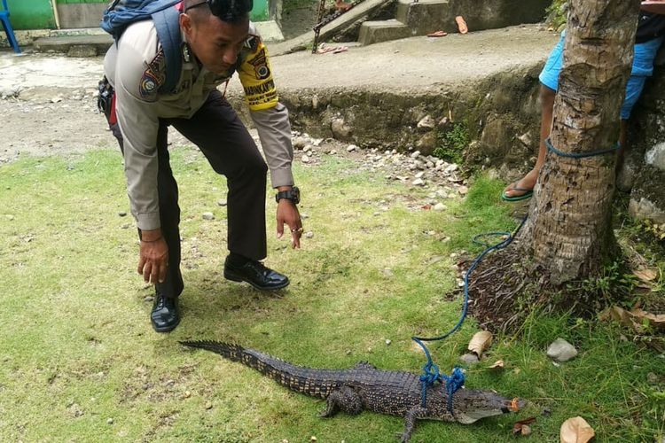 Warga Desa Mamala, Kecamatan Leihitu Kabupaten Maluku Tengah mengingat seekor buaya di Pohon Kelapa setelah  hewan reptil itu ditangkap di kali Air Besar di desa tersebut, Rabu (13/3/2019) 