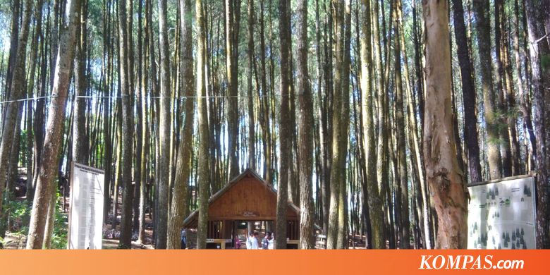 Perhatikan Hal Ini Saat Berkunjung ke Hutan Pinus di Bantul