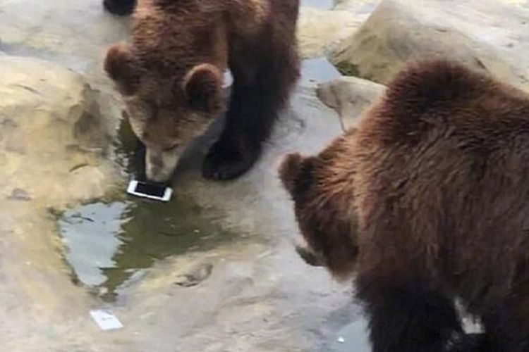 Seorang turis di Taman Satwa Yancheng di Changzhou, provinsi Jiangsu, China, tak sengaja melemparkan iPhone ke kandang beruang pada Kamis (7/2/2019). (Daily Mail)