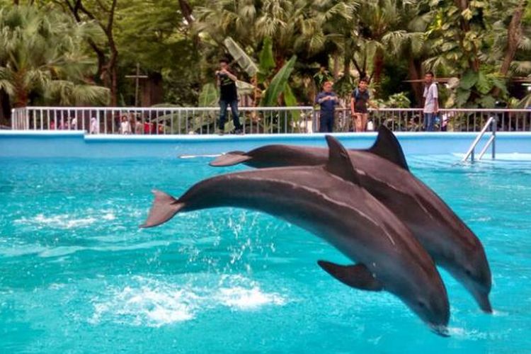 Dolphin Bay, wahana baru di Ocean Dream Samudra, Senin (19/12/2016), di mana pengunjung dapat berinteraksi dengan lumba-lumba. 
