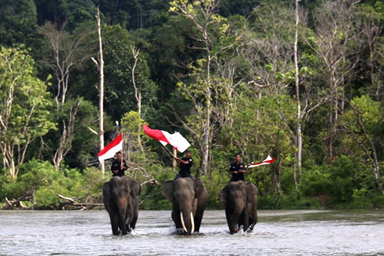 Usai upacara pengibaran bendera merah puti, tiga ekor Gajah Sumatera (Elephas maximus sumatranus)  jinak yang ditunggangi mahot membawa bendera merah putih menyusuluri aliran saungai Sarah Dee kawasan lokasi Conservation Response Unit (CRU) Sampoiniet Aceh Jaya, Jum’at (17/08/18).