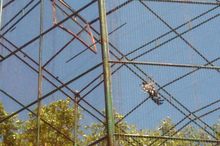 Elang yang Dilepasliarkan di Hutan Bunder, Playen, Gunungkidul, Yogyakarta Rabu (22/5/2019)