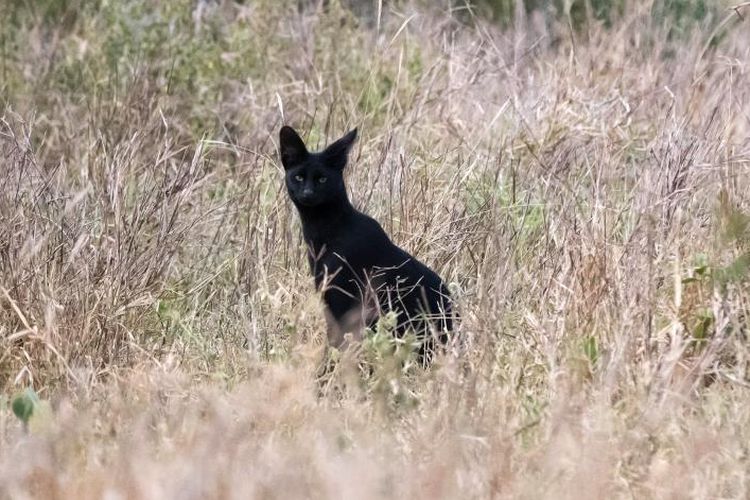 kucing hitam afrika