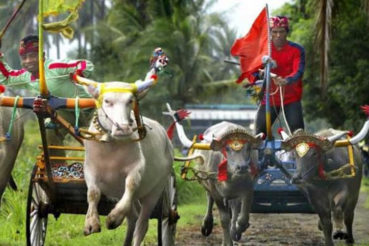 Balap kerbau atau makepung di Kabupaten Jembrana, Bali.