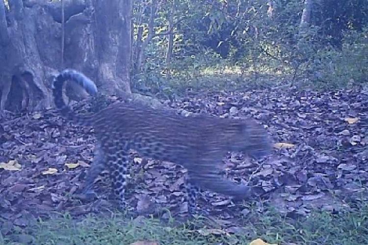 Seekor macan tutul (Panthera pardus melas) terekam camera trap di Suaka Margasatwa Cikepuh, Sukabumi, JawaBarat.