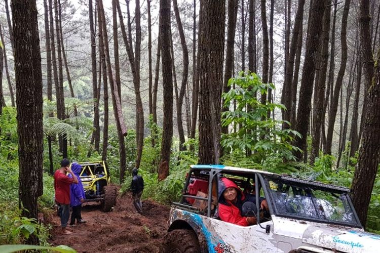 Perkebunan Pinus kaki Gunung Cikuray yang jadi jalur off road