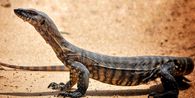 Warga Thailand Digemparkan Biawak yang Memangsa Jenazah Bayi