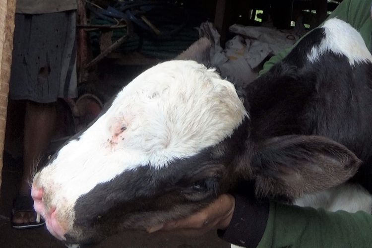 Anak sapi milik Slamet, peternak sapi asal Desa Karangan Kecamatan Bareng Kabupaten Jombang Jawa Timur. Anak sapi itu memiliki 3 biji mata dan 4 lubang hidung. 
