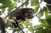 Seekor Kuskus Beruang Dilepasliarkan di Cagar Alam Tangale