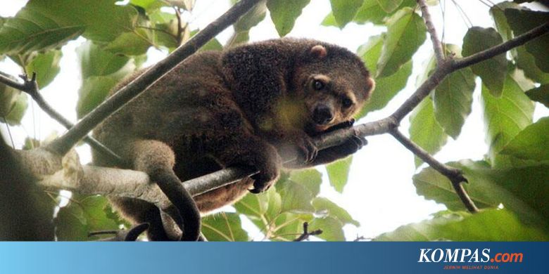 Seekor Kuskus Beruang Dilepasliarkan Di Cagar Alam Tangale