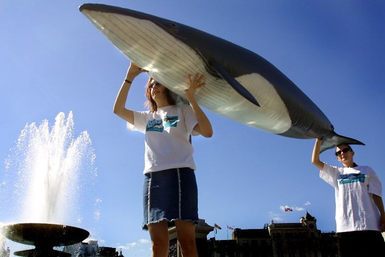 Kampanye memprotes dimulainya kembali perburuan ikan paus di Islandia, pada 15 Agustus 2003 di Trafalar Square di London, Inggris. (AFP/Jim Watson)