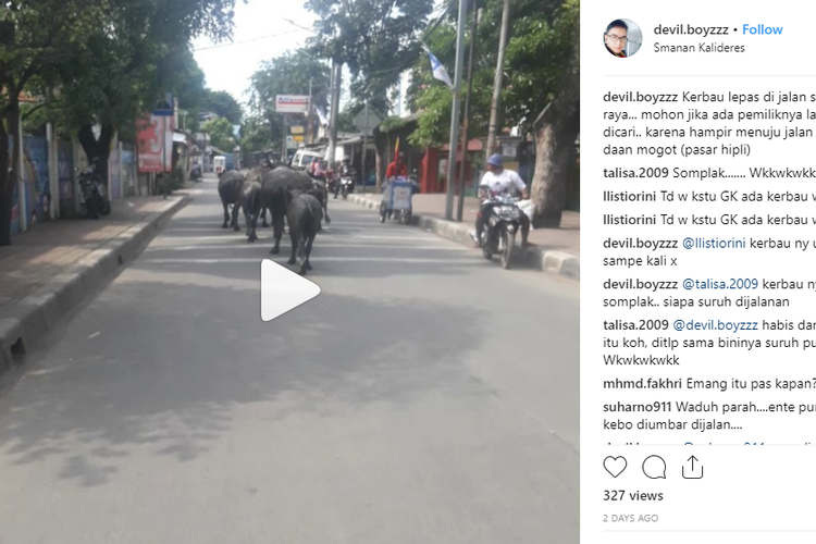 Video sekelompok kerbau yang tengah berlari di jalanan. 