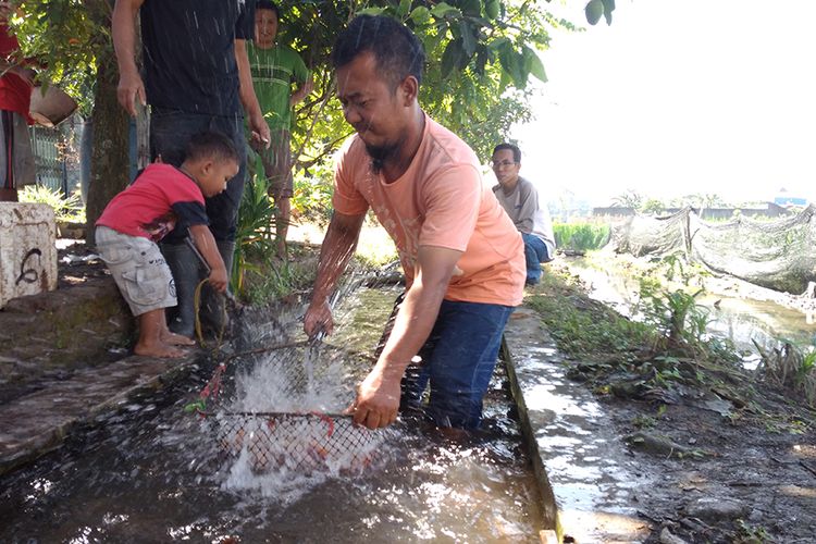 Warga sedang panen ikan nila di saluran irigasi di Klodran, Karanganyar, Jawa Tengah, Minggu (3/8/2017).