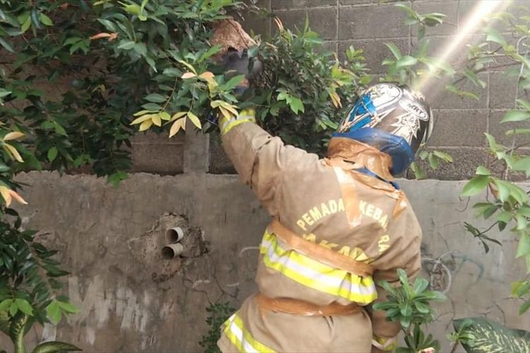 Lakban melilit pakaian fire jacket pemadam kebakaran ketika mengevakuasi sarang tawon guna menutup celah yang dapat disusupi tawon.