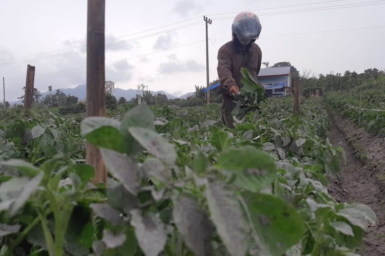 Petani saat membersihkan tanaman kentang yang terpapar abu vulkanik Gunung api Sinabung dengan menggunakan alat seadanya.