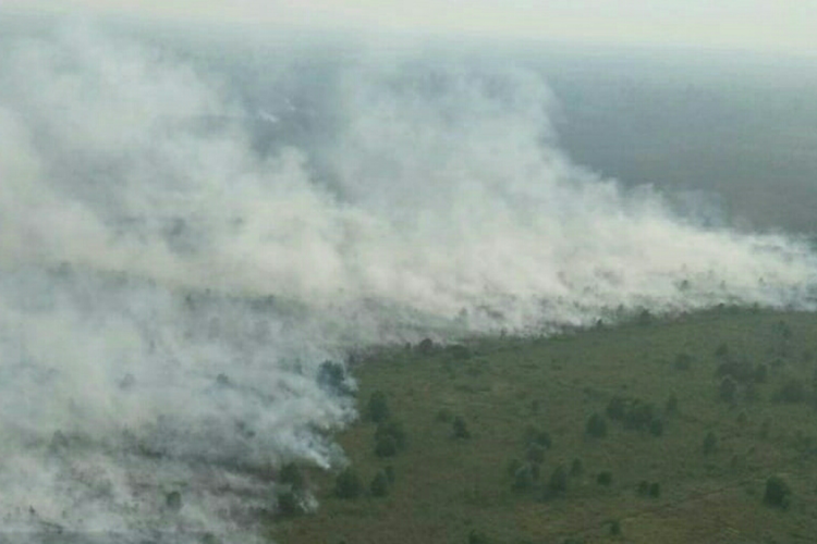 Kebakaran hutan dan lahan semakin meluas di Kota Dumai, Riau, Minggu (24/3/2019). Dok. Manggala Agni