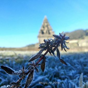 Embun upas tipis yang terjadi Kamis (2/8/2018) di Dieng.