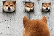 Tiga Anjing Rumahan Ini Jadi Atraksi Wisata di Jepang