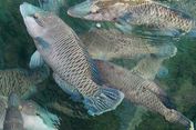 Ikan Napoleon Natuna dan Anambas Mulai Diekspor via Laut, Nilainya Rp 1 Miliar