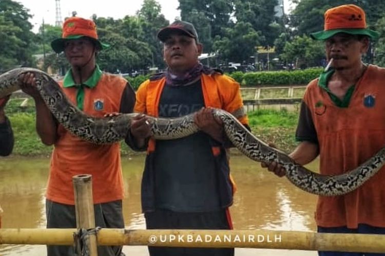 Petugas UPK Badan Air Kecamatan Duren Sawit memamerkan ular sanca sepanjang empat meter yang didapat dari aliran Kanal Banjir Timur, Senin (8/4/2019).