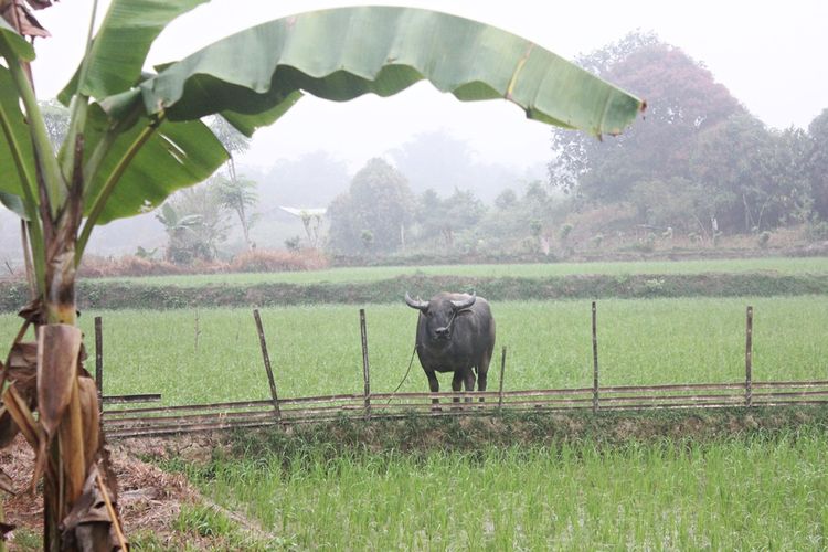 Kerbau sawah di dataran tinggi Kecamatan Krayan. Tingginya permintaan kerbau sawah dari Malaysia membuat populasinya semakin menurun. Saat ini populasi kerbau Krayan kurang dari 3.000 ekor yang dikhawatirkan akan berimbas pada keberlangsungan penanaman padi organik.