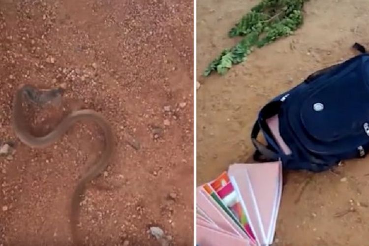 Potongan gambar video yang memperlihatkan seekor ular kobra keluar dari dalam tas seorang bocah di Karnataka, India, pada Senin (2/7/2018).