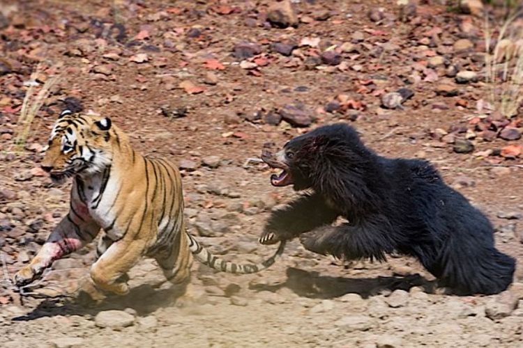 Seekor harimau tak mampu mengalahkan seekor beruang dalam pertarungan maut di sebuah taman nasional di India.