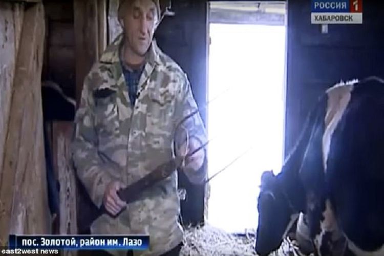 Vitaly Saidov, pria di timur Rusia menunjukkan garpu rumput yang dipakainya untuk melawan seekor Harimau Siberia karena menyerang ternaknya.