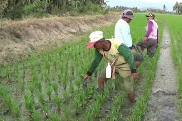 Agar Tetap Bertani di Musim Kemarau, Petani di Polewali Mandarsulawesi barat yang bosan menganggur slma musim kemarau memilih menyedot air dari sungai menggunakna mesin alkom agar mereka bisa menggarap lahan mereka di musim kemarau.