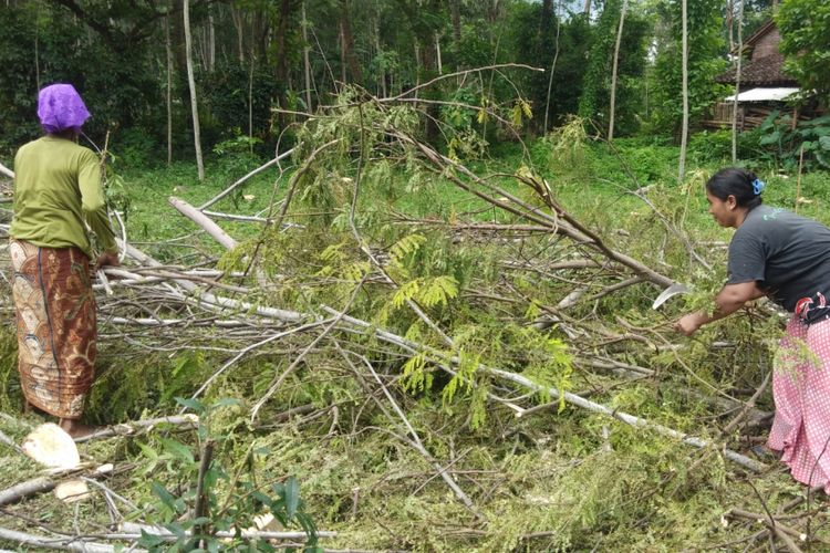Ibu-ibu memanen dini pohon sengon milik Samsul yang diserang ulat es krim di Desa Liprak Kidul. 