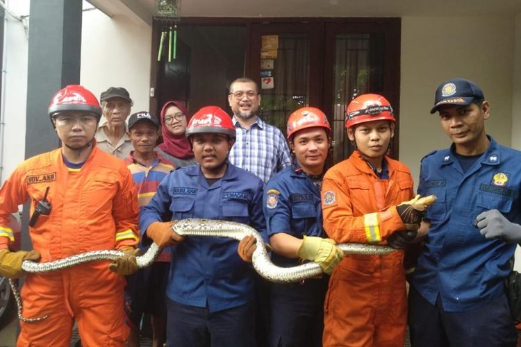 Petugas Damkar mengevakuasi seekor ular sanca sepanjang 3,2 meter yang masuk ke kamar rumah warga di Jalan Damai RT.010/RW.002,Petukangan Selatan, Pesanggrahan, Jakarta Selatan pada Selasa (26/2/2019) pagi