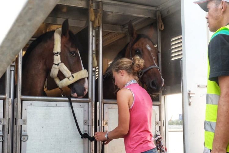 Satu pekan jelang perhelatan Asian Games XVIII tahun 2018 digelar, 17 ekor kuda peserta cabang olah raga equestrian asal kota Liege, Belgia mendarat di Bandara Soekarno-Hatta, Sabtu (11/8/2018)