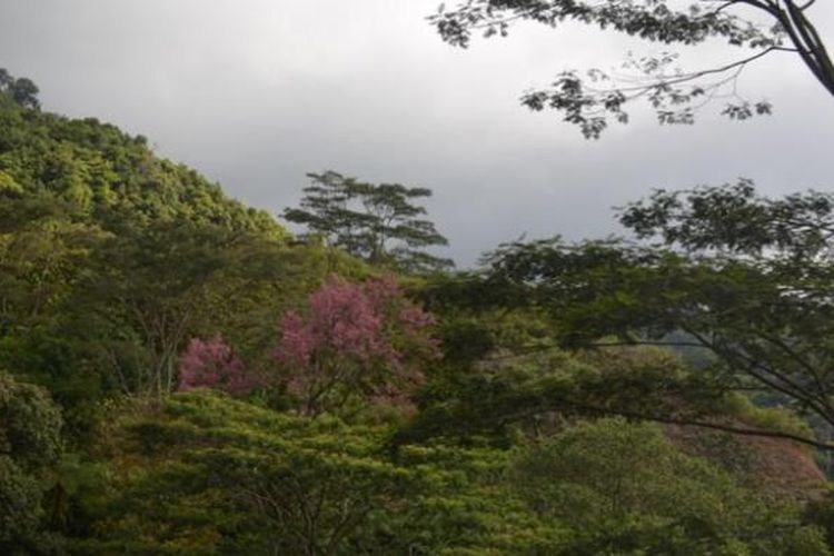 Pohon berdaun pink di kawasan Taman Wisata Alam Ruteng, Flores, Nusa Tenggara Timur. Foto diambil pada Agustus 2014.