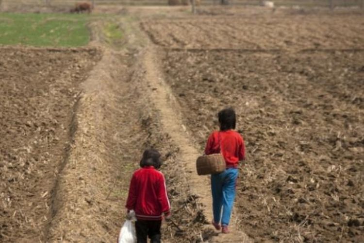 Ladang-ladang pertanian di Korea Utara sangat menderita akibat musim kering.