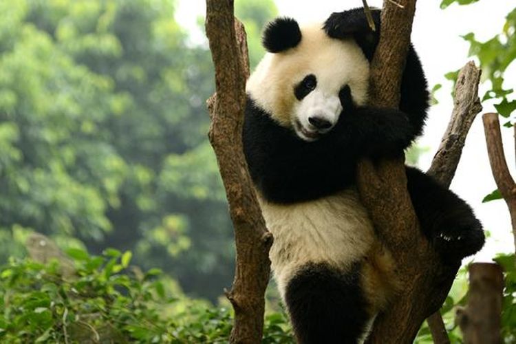 Panda di Chengdu, China.