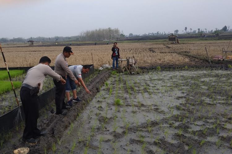 Foto Dok Polres Ngawi. Lokasi Kadi (58), warga Dusun Kuncen, Desa Tambakromo, Kecamatan Padas, Ngawi saag ditemukan meninggal dunia di sawah miliknya yang terletak di Dusun Ngembak, Desa Munggut, Kecamatan Padas, Ngawi pada Senin (12/11) pagi karena tersengat aliran listrik pada jebakan tikus yang dia pasang. 