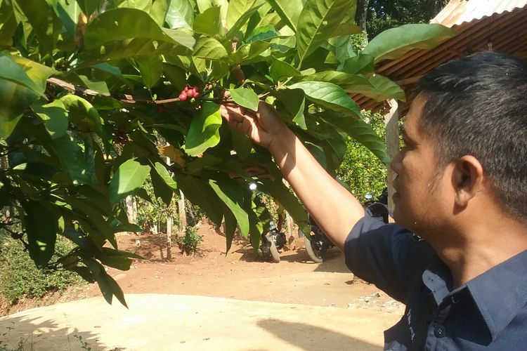 Tumbuhan kopi. Kompas.com/Slamet Priyatin