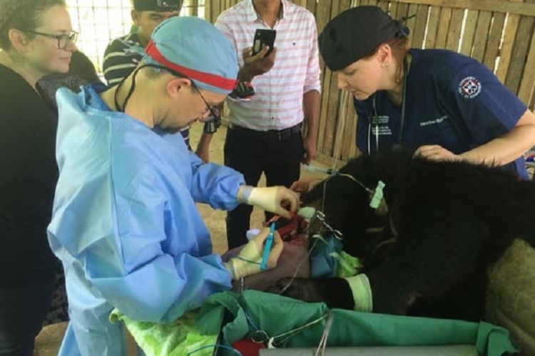 Dokter hewan Heather Bacon (kanan) dan Romain Pizzi (kiri) melakukan operasi pengangkatan lidah beruang Asia selama empat jam.