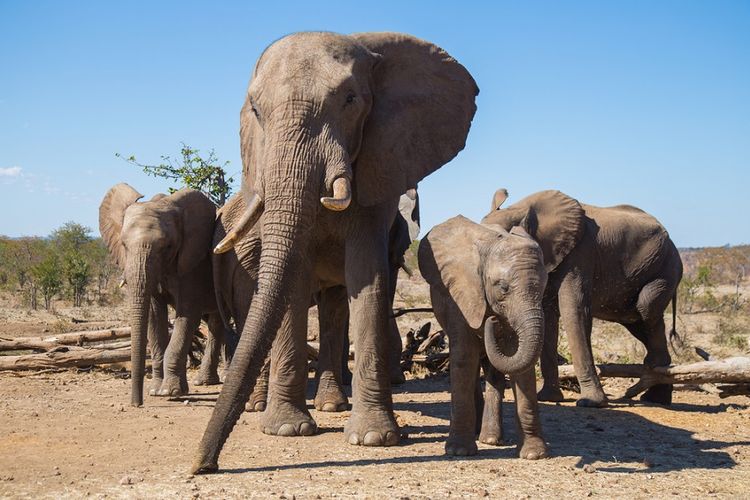 Kawanan gajah Zimbabwe.