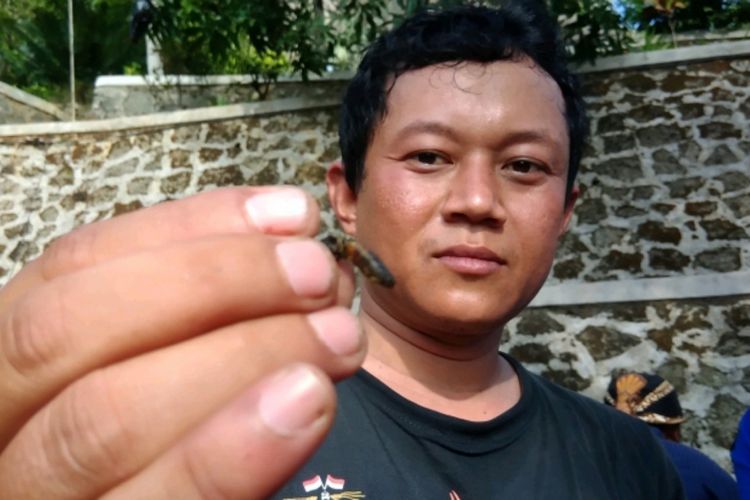 Seorang tim evakuasi Sarang Tawon di Gunung Api Purba Nglangeran, Heru Purwanto menunjukkan lebah yang sudah mati, Jumat (23/11/2018).